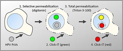 The Role of Promyelocytic Leukemia Nuclear Bodies During HPV Infection